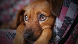dog worried if microchipping is painful