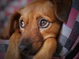 dog worried if microchipping is painful