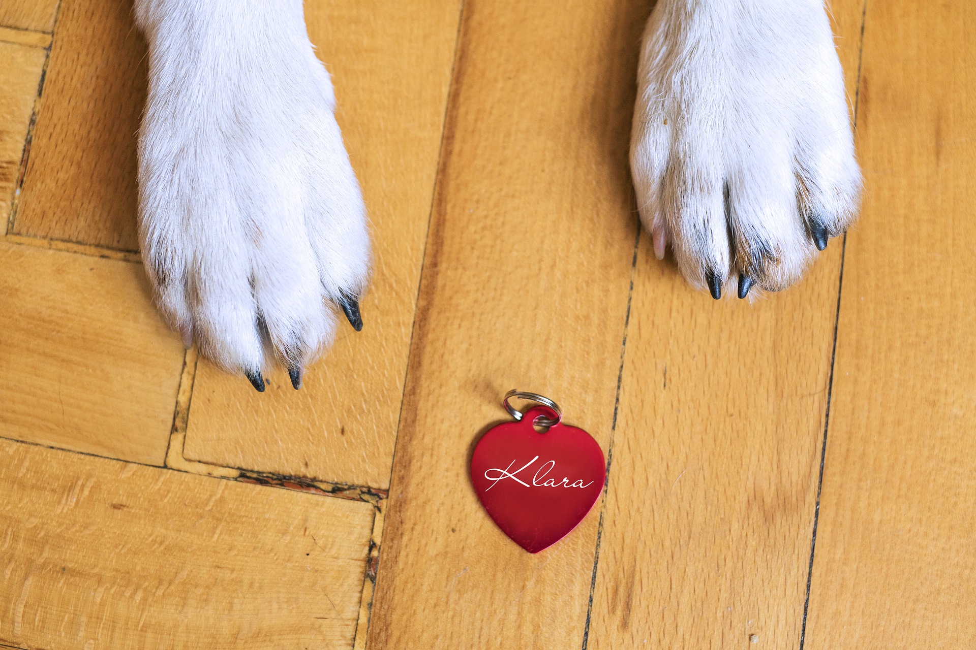 Are there any Disadvantages of Microchipping your Pet? - ScanMy.Name 